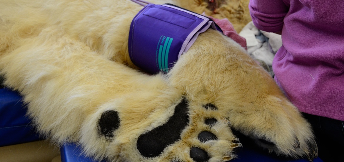 Blood Pressure Cuffs EcoFriendly Limited Use Veterinary Technicuff