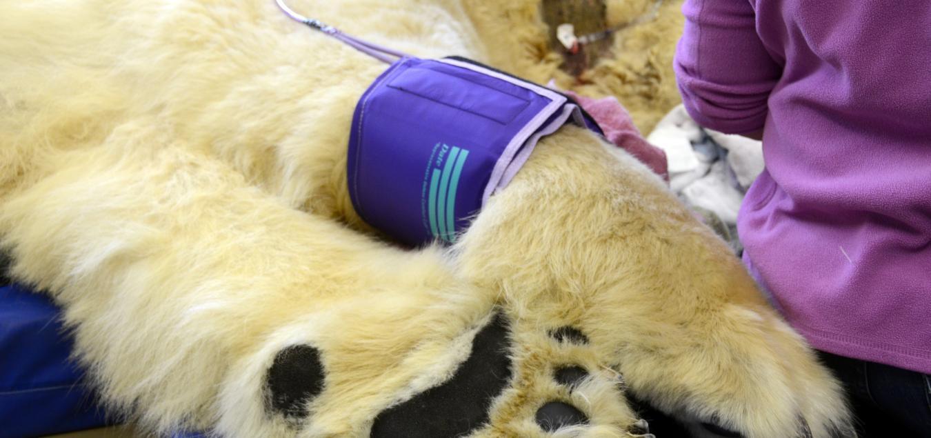 Veterinary Cuffs