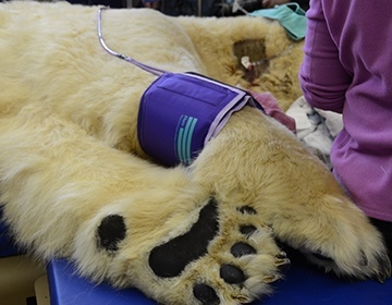 Blood Pressure Cuff for Polar Bear